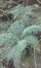 Asplenium rutifolium