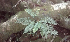 Asplenium rutifolium