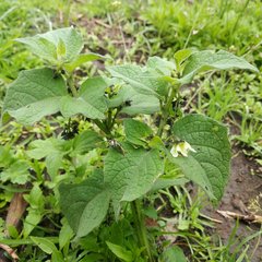 Jaltomata procumbens