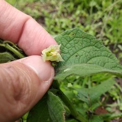 Jaltomata procumbens