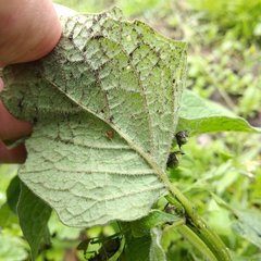 Jaltomata procumbens
