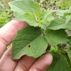 Jaltomata procumbens