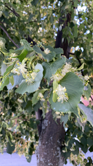 Tilia cordata