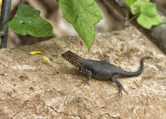 Sceloporus pyrocephalus