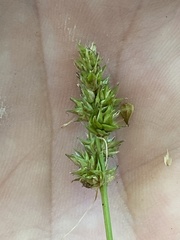 Carex aggregata
