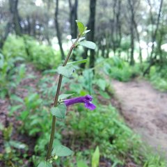 Scutellaria dumetorum
