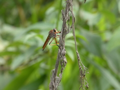 Colepia rufiventris