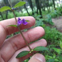 Scutellaria dumetorum