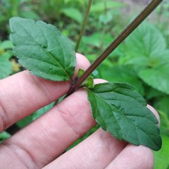 Scutellaria dumetorum