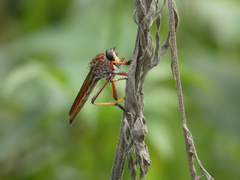 Colepia rufiventris