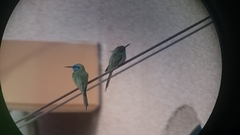 Merops cyanophrys cyanophrys
