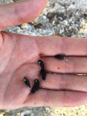 Lampanella minima