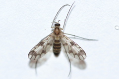 Proceroplatus elegans