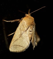 Anaxidia lozogramma