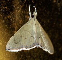Hyalobathra crenulata