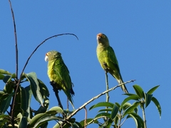 Eupsittula canicularis