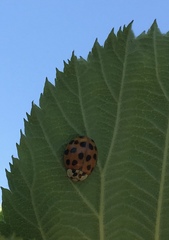 Harmonia axyridis