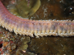 Platynereis
