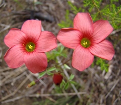 Oxalis pendulifolia