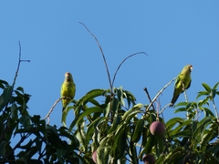 Eupsittula canicularis