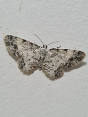 Lepidoptera