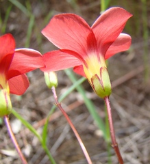 Oxalis pendulifolia