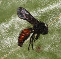 Dasymutilla scaevola