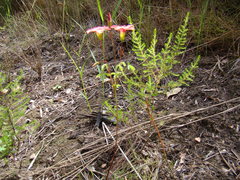Oxalis pendulifolia