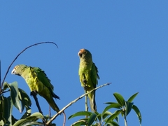 Eupsittula canicularis