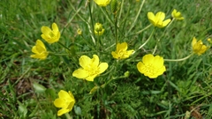 Ranunculus millefolius