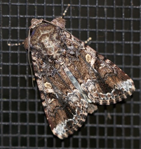Lawn Armyworm Moth