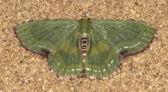 Metallochlora lineata