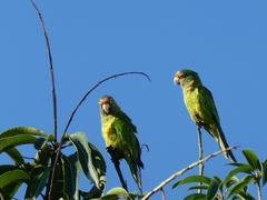 Eupsittula canicularis