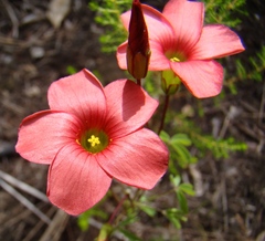 Oxalis pendulifolia