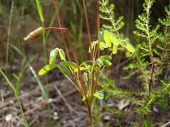 Oxalis pendulifolia