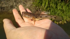 Glossogobius olivaceus