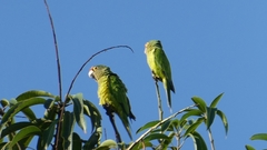 Eupsittula canicularis
