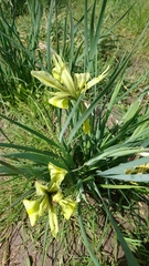 Iris grant-duffii