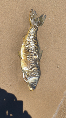 Cyprinus carpio carpio