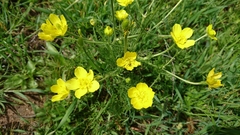 Ranunculus millefolius
