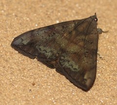 Oxyodes tricolor