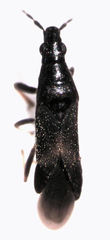 Maoricoris benefactor