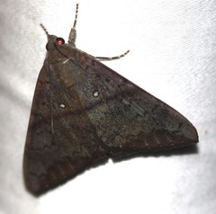 Oxyodes tricolor