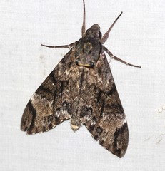 Psilogramma menephron