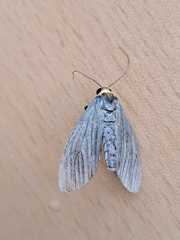 Macrobrochis staudingeri