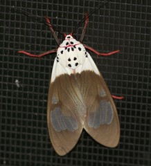 Amerila crokeri