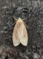 Macrobrochis staudingeri