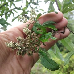 Buddleja parviflora