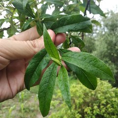 Buddleja parviflora