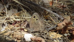 Cercyonis sthenele behrii